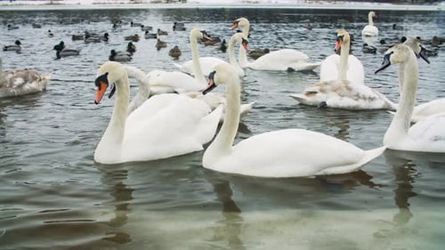 Graceful Swans Swimming Gently on a Lake