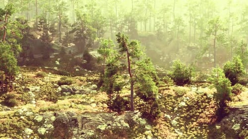 A Lush Green Forest Filled with Tall Trees