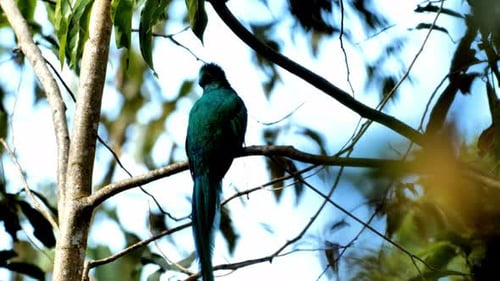 Breathtaking And Beautiful View Of Resplendent Quetzal