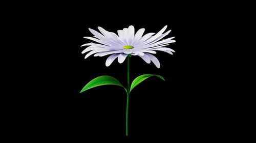 Flower White Blooming Alpha Channel