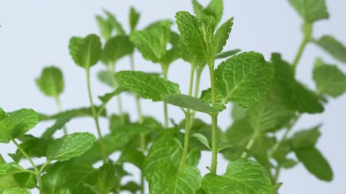 Menthe, feuilles vertes 33
