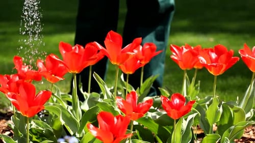 Watering Red Tulips in Spring Garden on Sunny Day