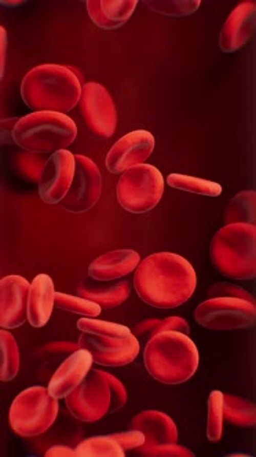 Red Blood Cells Flowing in a Bloodstream Medical Animation