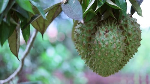Durianfrucht am Baum