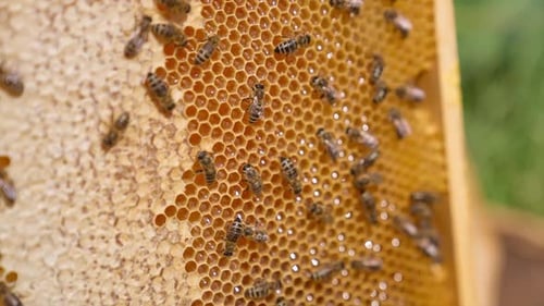 Macro shot of beehive natural product. Beautiful domestic bees making organic honey.