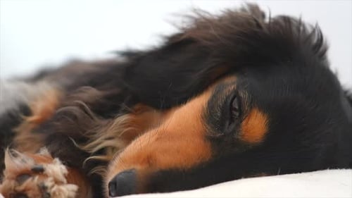 Sausage dog slowly waking up