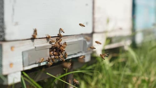 Honeybees Flying Around White Painted Beehive