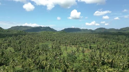 Palm plantation forest in the Philippines. Beautiful landscape view of a palm tree near a river