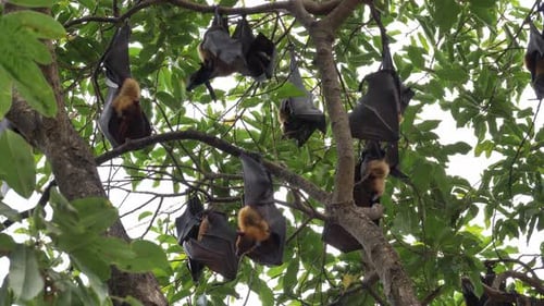 Fledermaus hängt bei Tageslicht an einem Baum im Wald „Lyle's Flying Fox“