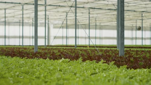 Lush Lettuce Growing in Greenhouse on Sunny Day
