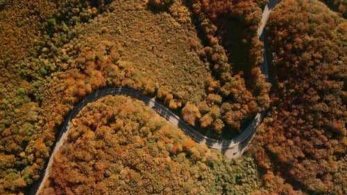 Aerial overhead view footage of cars driving on a s-shaped road winding through the middle of an aut