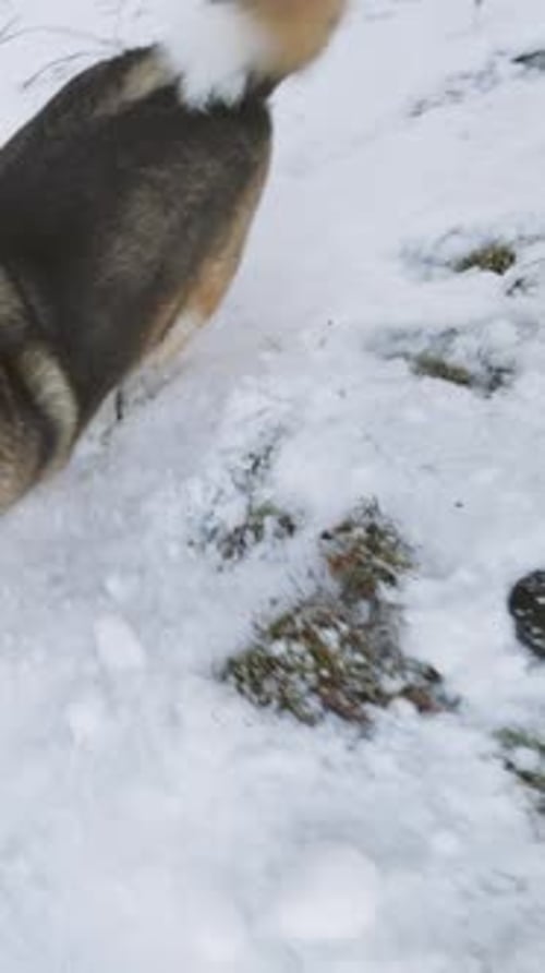 Perro rabioso, agresivo y enojado corriendo