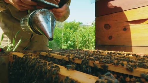 Close-up of a beekeeper's hands using a smoker to calm bees on wooden honeycombs. Low angle shot.