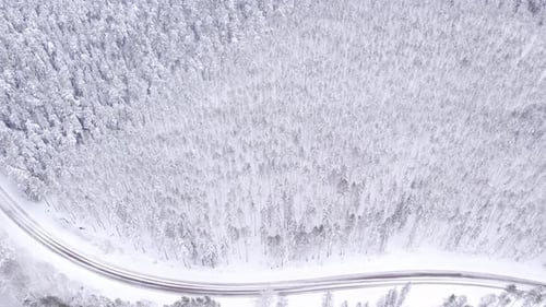 Aerial view of winter forest, pine trees covered with snow with winding road