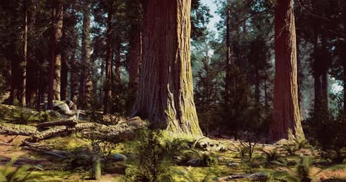 Majestic Tall Trees Rise in a Lush Green Forest During Daylight