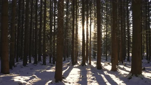 Winter Forest Nature
