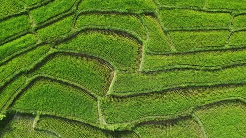Aerial view of the green rice terraces on the mountains in spring.