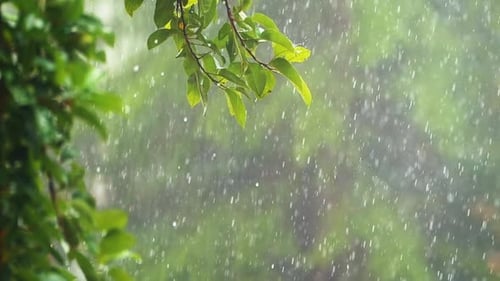 Rain And Trees