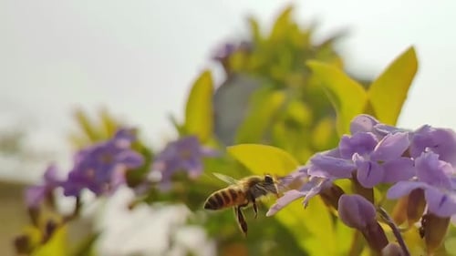 Slow Motion Honey Bee flying towards and landing on a little purple flower with green leaves