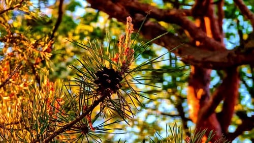 Pine Tree Branch With Cone in Sunset Light and Blurred Forest Background