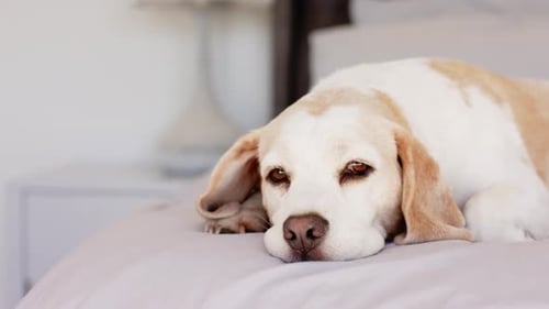 A senior dog lying on bed, looking tired and calm