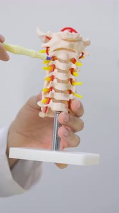 A Vertebrologist is a Doctor Who Treats the Back Specializing in the Diagnosis