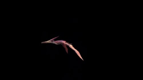Pteranodon Fly Loop