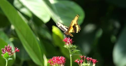Giant Swallowtail Butterfly, papilio cresphontes, Butterfly standing on Flower, Slow Motion 4k