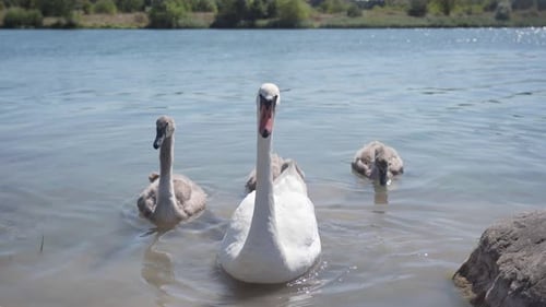 Ein Schwan mit Küken, die nahe der Küste schwimmen
