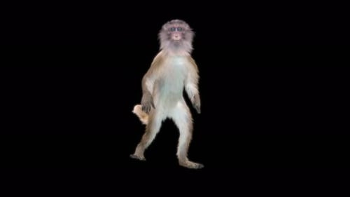 62 Baile de hip hop: Monkey Dance 4K