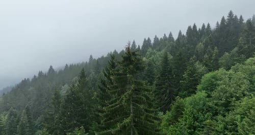 Aerial View of Misty Evergreen Forest Landscape