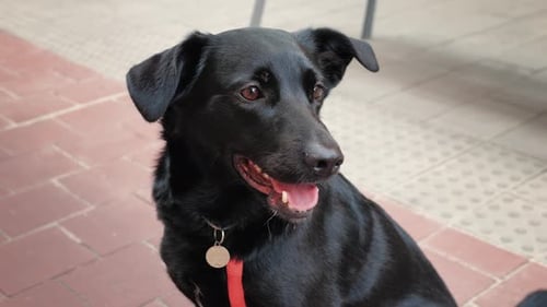 Close Up of Dog with Tongue Out Sitting