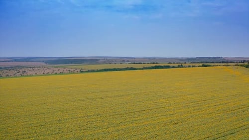 Big field of sunflowers aerial view. Outdoor natural plantantion landscape of sunflowers.