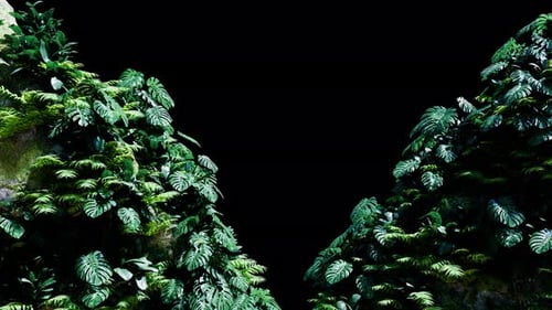 Front View In Rainforest Alpha 03 4K