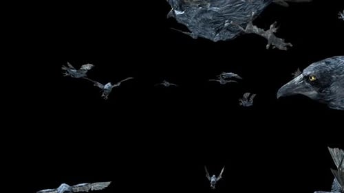 Dark Birds Flying Seamless Loop Animation
