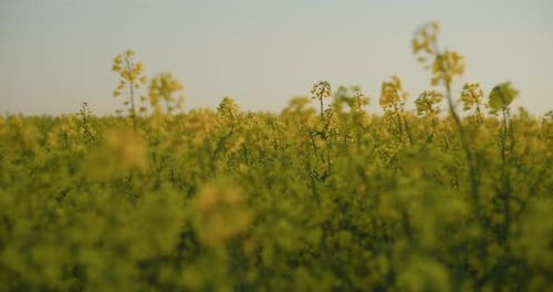 Blick auf das blühende gelbe Rapsfeld