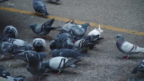 Flock Of Pidgeons Eating In The Street