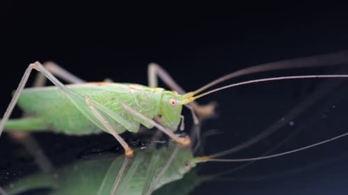 a green grasshopper is on a windshield and eats the remains of insects