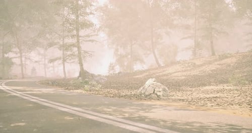 Foggy Forest Road Winding Through Trees with Scattered Rocks and Fallen Leaves