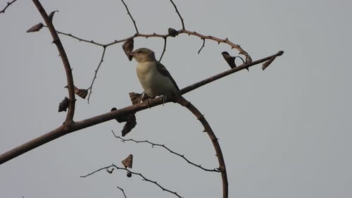 Small Bird Perched on Tree Branch
