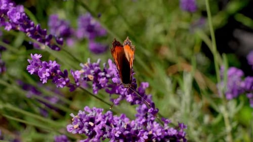 Butterfly On Purple Lavender Flowers In Nature
