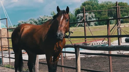 Muscular Brown Horse Standing in Outdoor Enclosure