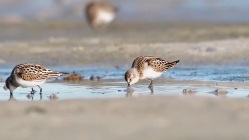 Two Little Stints Foraging in Their Natural Habitat in Western Norway