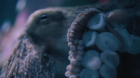 Close up of Giant Pacific Octopus slowly moving underwater., Nature ...