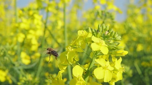 Eine Biene sammelt Nektar von einer Rapsblüte und fliegt dann davon, 250 Bilder pro Sekunde in Zeitlupe.