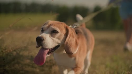 Beagle Walking on Leash in Rural Grassy Field
