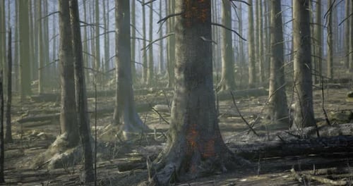 Burnt Forest Landscape Shows Devastation From Wildfire Aftermath