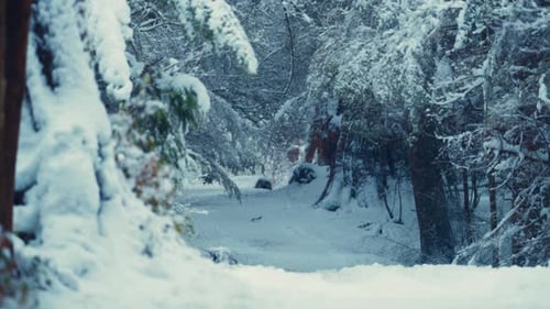Winter Trail in a Snowy Forest with Snow Covered Evergreen Pines