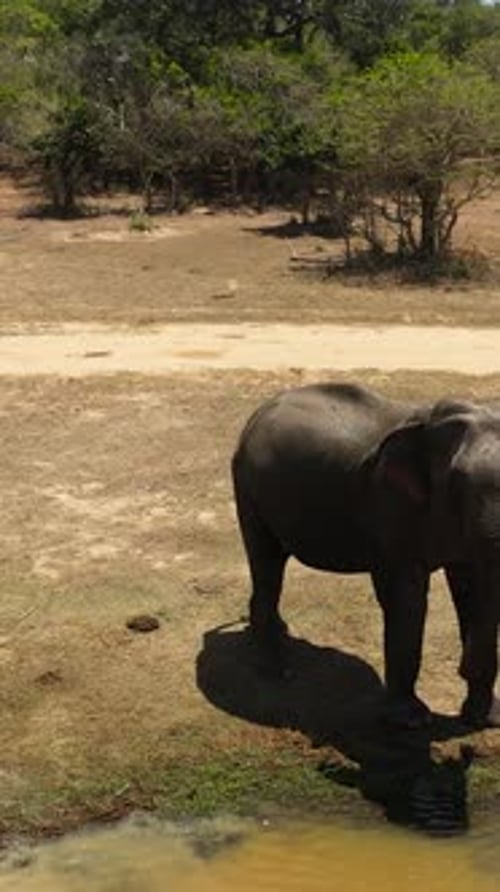 Elephant in the Wild in Sri Lanka