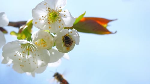 Bee Pollinating White Cherry Blossoms in Spring